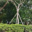 Gambar pohon Sungai Kapuas Pontianak Kalimantan Barat yang dihadiri oleh mahasiswa KPI semester 5 pada mata kuliah fotografi dan videografi