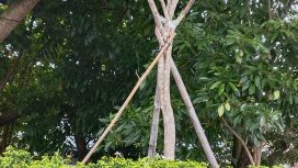 Gambar pohon Sungai Kapuas Pontianak Kalimantan Barat yang dihadiri oleh mahasiswa KPI semester 5 pada mata kuliah fotografi dan videografi